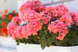 घर पर geraniums के लिए आवश्यक देखभाल