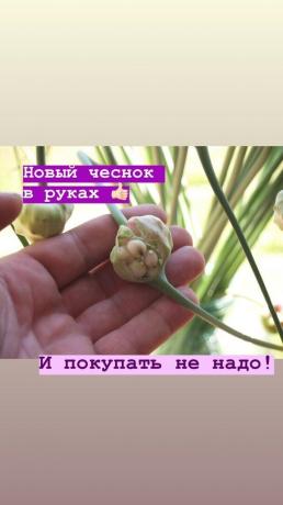 तीर - एक बिस्तर पर बिना किसी अतिरिक्त लहसुन। फोटो: blog.garlicfarm.ru