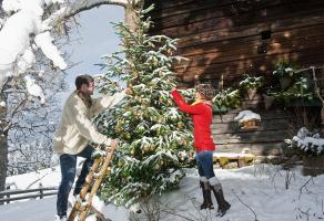 बर्तन में क्रिसमस का पेड़ कैसे चुनें ताकि साइट पर इसे लगाने के बाद