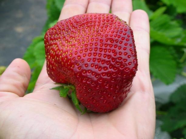 बड़े और स्वादिष्ट स्ट्रॉबेरी - उचित देखभाल का नतीजा! (