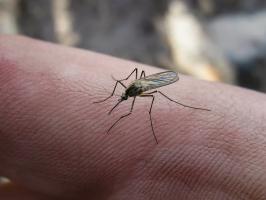 शैले ट्रिक्स: उद्यान नली, टपकाया बैरल की मरम्मत, मच्छरों से छुटकारा पाने के