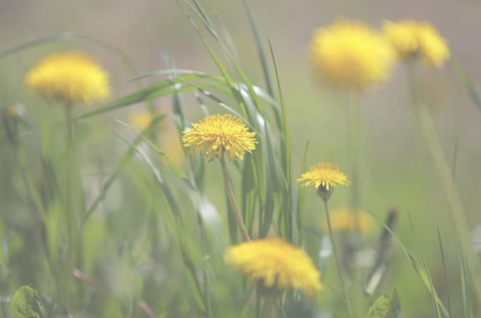 फूल dandelions - एक खूबसूरत नजर! (Photo.99px.ru)