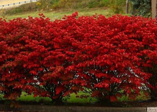 शरद ऋतु यूओनिमस में लाल पत्तियों (landas.ru)