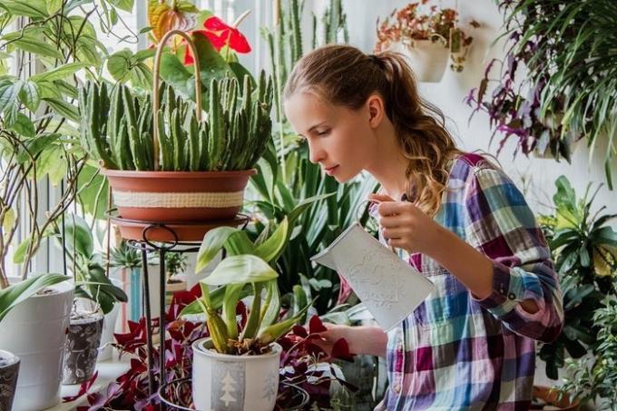 पानी houseplants मोड समायोजित करें - सर्दियों रखरखाव के आधे सफलता