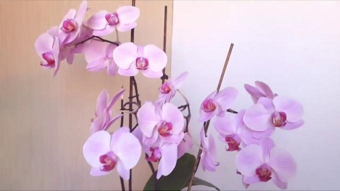 रास्पबेरी आंखों से गुलाबी phalaenopsis पीला