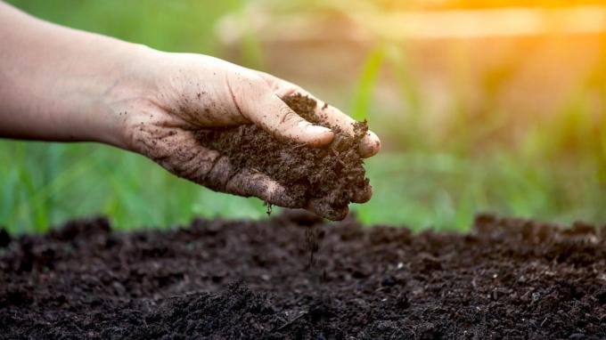 मिट्टी की अम्लता निर्धारित करने के लिए सबसे आसान तरीका है | बागवानी और बागवानी