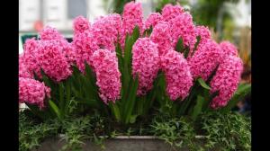 Hyacinths डंठल के बाद घर पर देखभाल