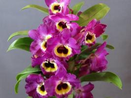 कमाल dendrobium। खेती और देखभाल की विशेषताएं