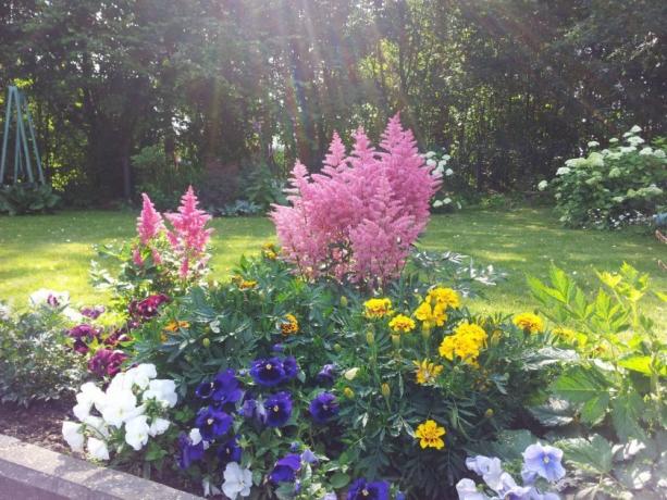 Astilbe साथ flowerbed की राष्ट्रीय टीम