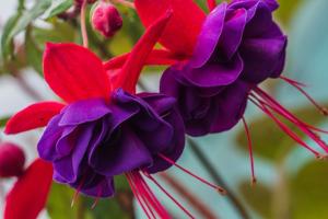 रसीला फूल के साथ 6 इनडोर पौधों: किसी भी घर की सजावट
