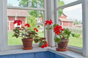 एक बेहतर खिड़की geraniums, ऑर्किड, बैंगनी और Spathiphyllum डाल करने के लिए