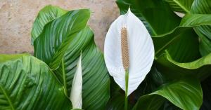 कैसे ठंड के मौसम में Spathiphyllum की देखभाल के लिए करने के लिए फूल भव्य खिल