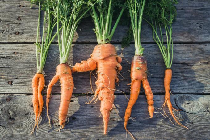 क्यों गाजर की अवस्था होती है? | बागवानी और बागवानी