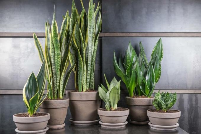 देखें: https://www.akagreen.co/wp-content/uploads/2017/01/sansevieria-collection-2017-copy-e1485808537919.jpg