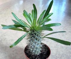 Pachypodium: घर पर देखभाल और प्रचार