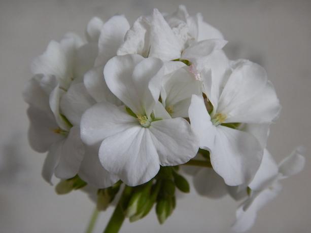 व्हाइट geranium - मेरी पसंदीदा में से एक! निजी तस्वीर