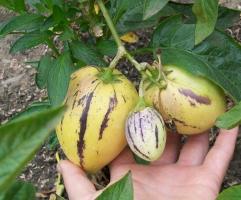 Pepino, फल की और कैसे उस देश में विकसित करने के लिए।