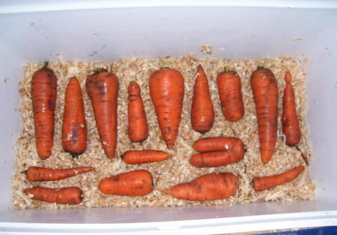 बुरादा गाजर के भंडारण के लिए बहुत अच्छा है | बागवानी और बागवानी