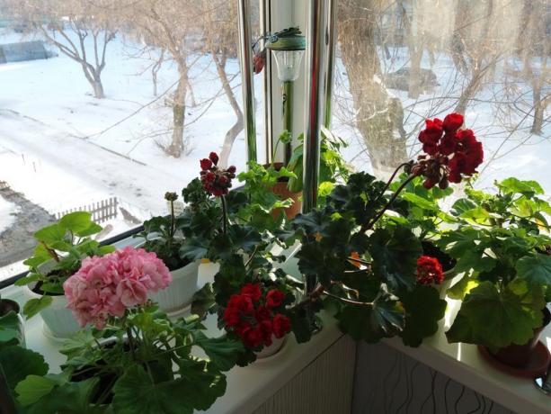 अपने geraniums सर्दियों में खिलते हैं, तो "निद्रा अवधि" यह आवश्यक नहीं है। मुझे विश्वास है कि पौधों के लिए खुद को पता है सबसे अच्छा कैसे