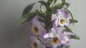 घर पर सुंदर खिलने dendrobium बनाने के लिए