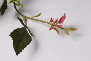 फूल 🌹 की दूसरी लहर के लिए गर्मियों में गुलाब छंटाई करता हर साल: क्यों और कैसे
