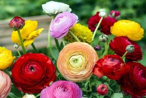 फूल स्वेच्छा से और आसान परवाह: गार्डन के लिए सरल eustomy दावेदार