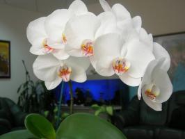 Phalaenopsis भव्यता से खिलने जाएगा: एक बर्तन और मिट्टी
