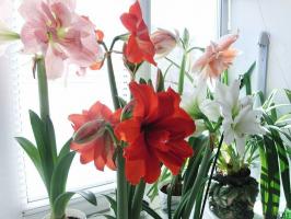 10 नियम है कि Hippeastrum सुंदर खिले हैं। सहायक संकेत