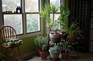 5 उष्णकटिबंधीय घर पौधों कि कम या कोई रखरखाव की आवश्यकता होती