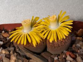 Lithops: चट्टानों या पौधों?