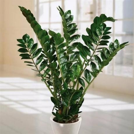 Zamioculcas - बिल्कुल घरेलू पौधे कि एक बड़े बर्तन की जरूरत है