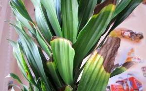 में Dracaena पत्ते गिर जाते हैं? हम समस्या का समाधान एक साथ