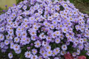 Flowerbed "विस्तारित गर्मी": 7 सबसे अच्छा शरद ऋतु रंग