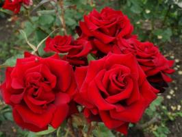 5 सर्दियों ठंढ करने के लिए और अगस्त में बगीचे में गुलाब की सावधान तैयारी चरण