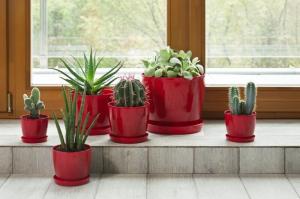 Houseplants के लिए एक बर्तन चयन करने के लिए कैसे: शुरुआती फूलवाला के लिए सुझाव