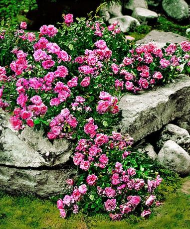 कालीन गुलाब और पत्थर - एक सुंदर और असामान्य संयोजन