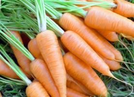 गाजर के बीज भिगोएँ। अंकुरण उठाने के 1.5 गुना