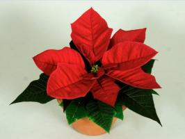 Poinsettia के लिए उपयुक्त परिस्थितियों के निर्माण