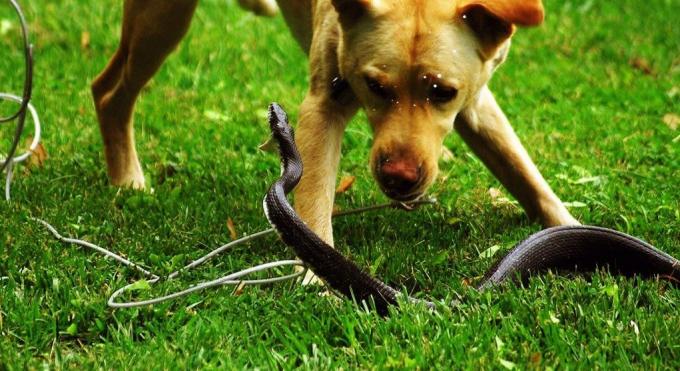 कुत्तों के कुछ नस्लों एक सांप के साथ एक लड़ाई में प्रवेश करने से डरते नहीं हैं
