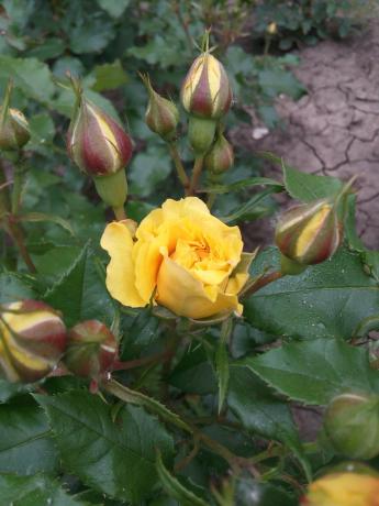 बगीचे में मेरा पसंदीदा पीले गुलाब आश्रय की जरूरत है