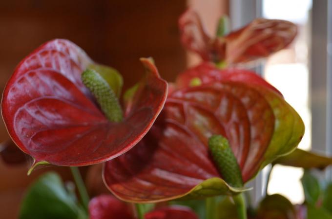 मेरे लाल रंग Anthurium - खिलने 2019! लेखक द्वारा फोटो (रों)