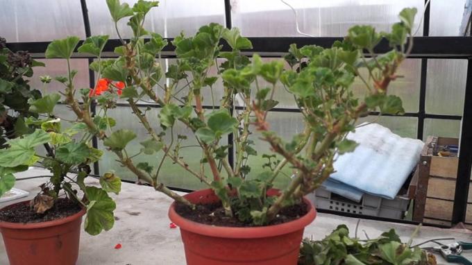 दबाकर तमाशा - कभी कभी से पहले सर्दियों geranium। लेकिन जल्द ही तस्वीर बदल जाएगा! (M.androidmafia.ru)