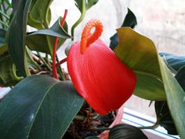 कैसे मर Anthurium पुनर्जीवित करने के लिए