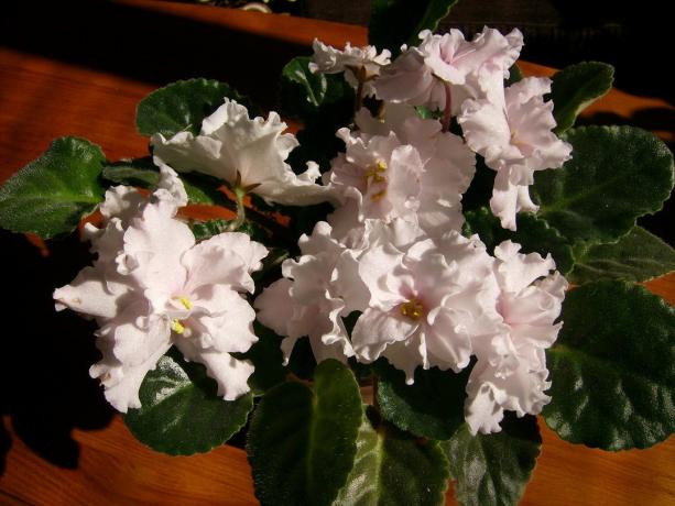 varietal बैंगनी फूल