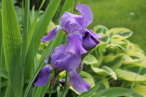 कैसे + संयंत्र स्वास्थ्य मापदंड फूल के बाद बगीचे में irises की देखभाल के लिए