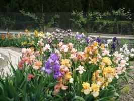 स्प्रिंग - irises (आइरिस) देश में पुनर्मतदान के लिए समय: 7 बहुमूल्य सुझाव
