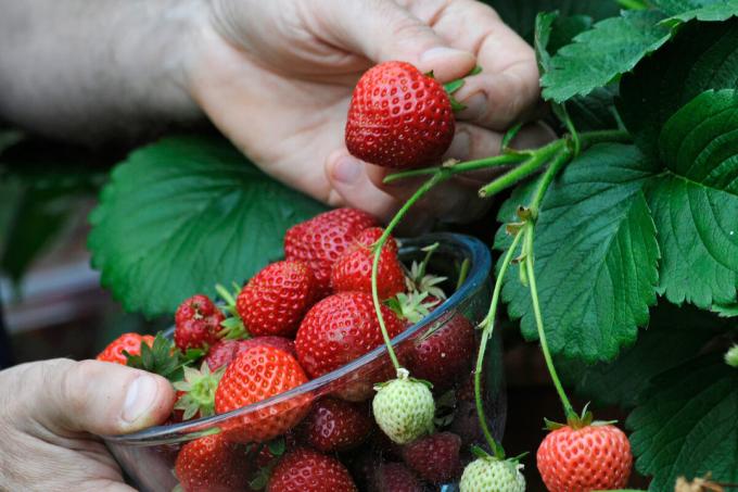 "भूख से मर" स्ट्रॉबेरी प्रचुर मात्रा में फसलों देना नहीं है