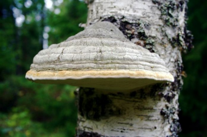 Polypore आमतौर पर birches और पोपलार पर विकसित