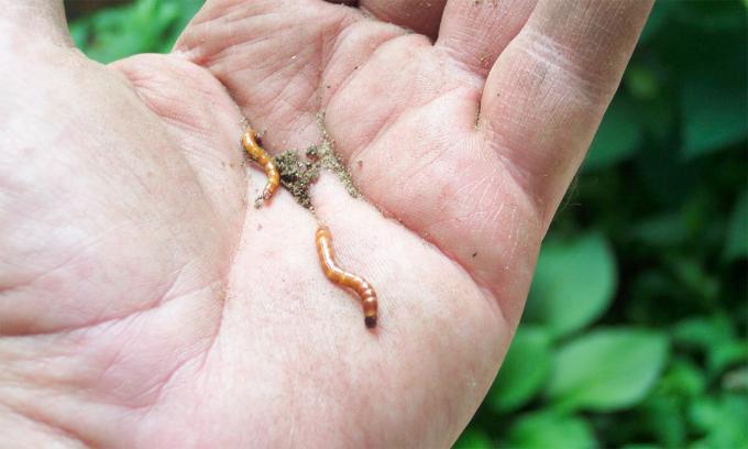 वास्तव में, wireworms - यह एक कीड़ा और बीटल लार्वा नहीं है, wireworms