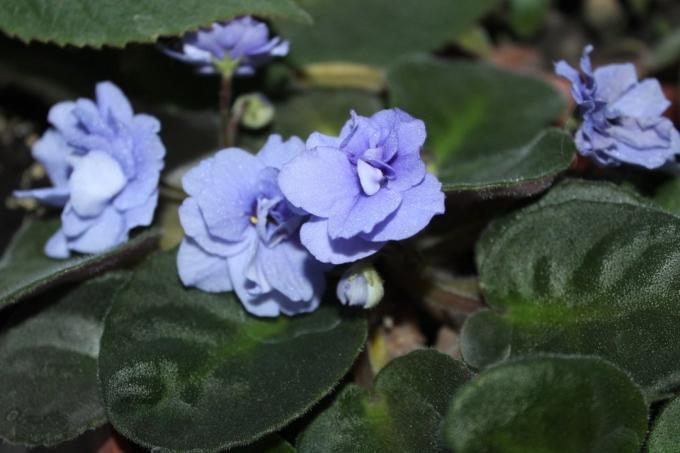 बैंगनी (Saintpaulia uzambarskie) - परिवार Gesneriaceae के सुंदर और नाजुक फूल
